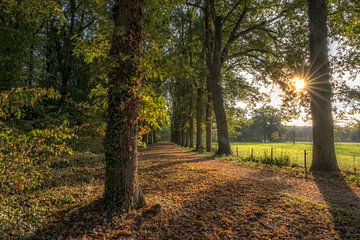 Herfst in het bos von Moetwil en van Dijk - Fotografie