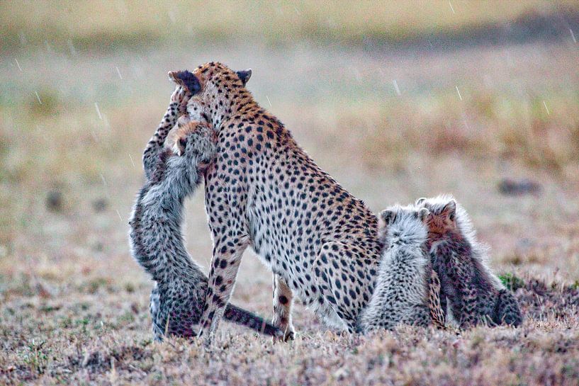 Hi Mum by Peter Michel