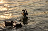 Dance of light and water