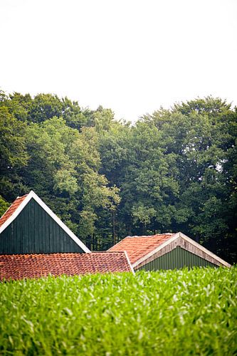 Verscholen boerderijen in de Achterhoek,  omgeving van Winterswijk (10)