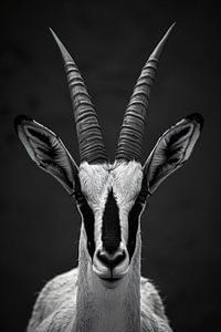 Anmutige Oryxantilope