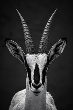 Gracieuse antilope oryx sur Skyfall