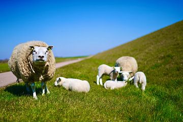 Moutons de Texel | Amis de Texel sur TexelVrienden