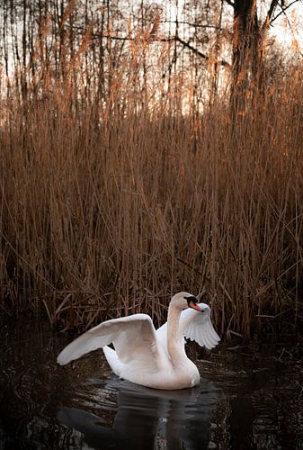 Fladderende zwaan in een sloot bij zonsondergang