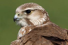 Faucon sacre (Falco cherrug) sur Ronald Pol