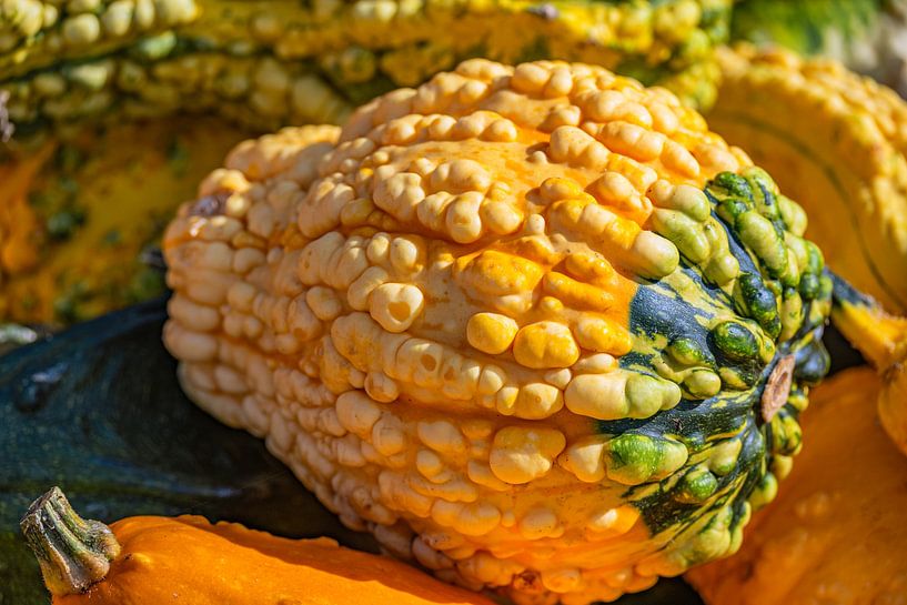 Pompoenmagie in de herfst van Photoart-Naegele