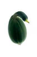 Zwaan