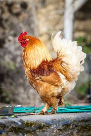 Rooster by Miranda Jansen Fotografie