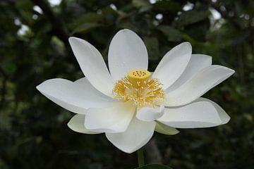 lotusbloem van Wim Demortier