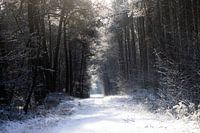 Schnee im Wald