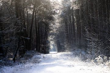 sneeuw in het bos van Bopper Balten