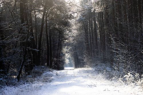 neige dans la forêt sur Bopper Balten