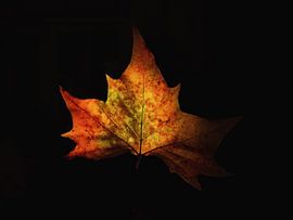 Herfst van Maikel Brands