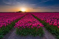 Tulip bulb field in North Holland