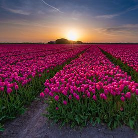 Tulpen bollenveld in Noord Holland van Arjan Battjes