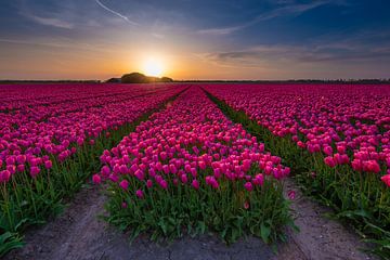 Champ de bulbes de tulipes en Hollande du Nord