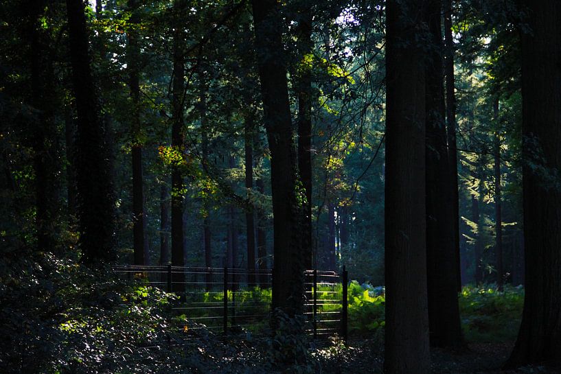 Licht door het donkere bos. by Luca Claes