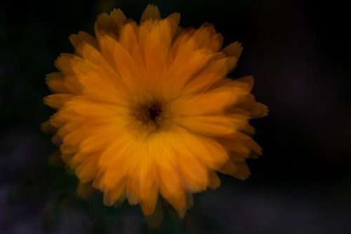 Marigold