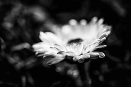 Gänseblümchen in der Abendsonne