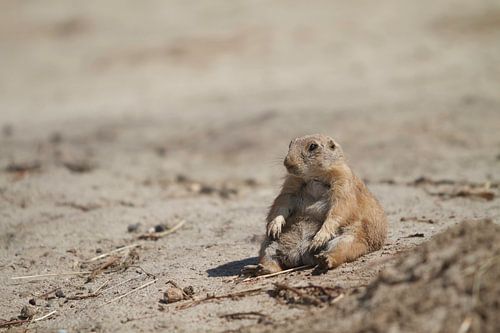 Prairiehond zittend in het zand 