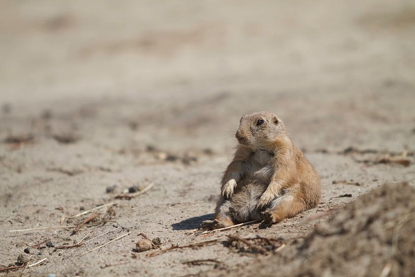 Prairiehond zittend in het zand  von Malu de Jong