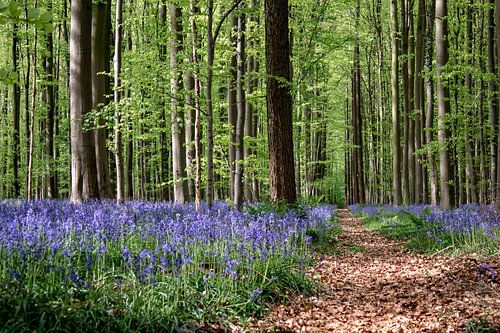 Jacinthes des bois - Chemin forestier