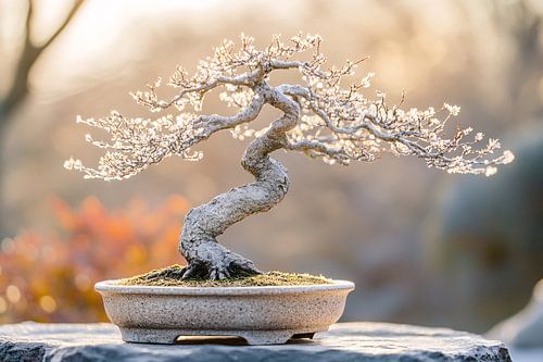 Elegante bonsai boom in pot