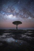 The Dragontree At Night (Socotra)
