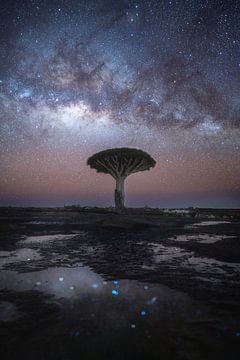 The Dragontree At Night (Socotra) van Tales of Justin