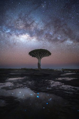 The Dragontree At Night (Socotra)