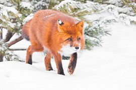 Pepervos in het bos. Snuifjes die er prachtig uitzien Mooie rode pluizige vos in de sneeuw tijdens e van Michael Semenov