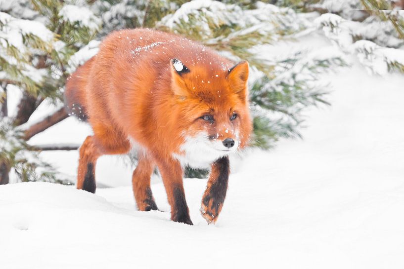 Pepervos in het bos. Snuifjes die er prachtig uitzien Mooie rode pluizige vos in de sneeuw tijdens e van Michael Semenov