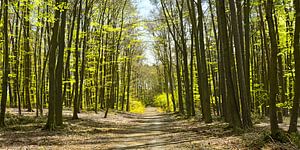 Waldspaziergang