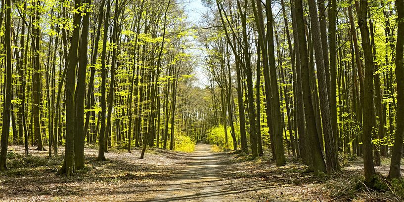Forest walk by Violetta Honkisz