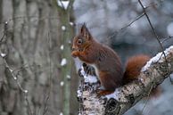 Eichhörnchen frisst eine Nuss im Schnee. von Albert Beukhof Miniaturansicht