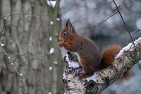 Squirrel eating a nut in the snow.