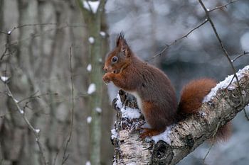 Ecureuil mangeant une noix dans la neige.