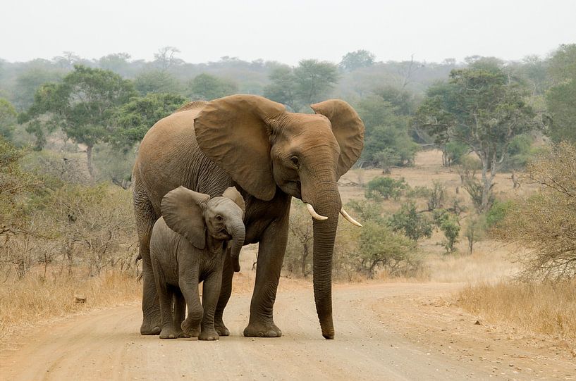 Cartoon Schattig Olifant Moeder Met Kind Van De Olifant Gm1127524486 297198834
