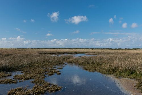 Kwelder landschap op Schiermonnikoog
