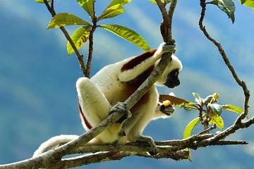 Coquerel’s Sifaka lemur op Madagaskar van Marieke Funke