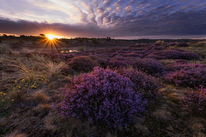 Heather bulbs at bird lake by peterheinspictures