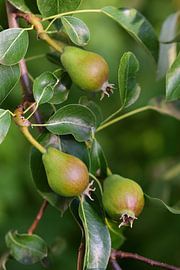 three unripe pears hanging from a pear tree by Ulrike Leone