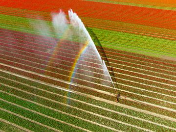 Tulpen auf einem Feld, das mit einer landwirtschaftlichen Beregnungsanlage besprüht wird von Sjoerd van der Wal Fotografie