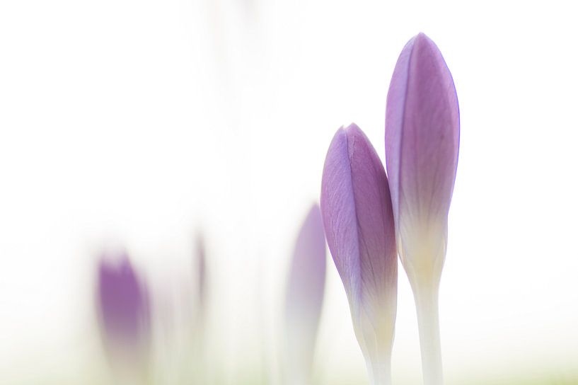 Der Anfang (Krokusse, die gerade ihre Köpfe aus dem Boden strecken) von Birgitte Bergman