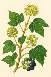Klimop in Wintertooi — Botanisch Portret
