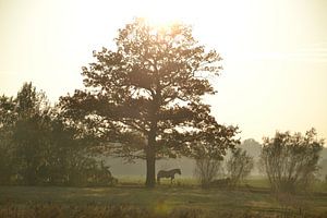 paard in schaduw von Rick Plijnaer