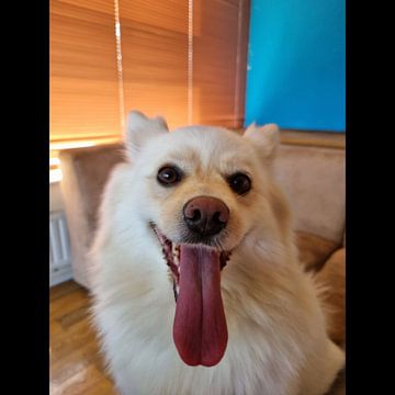 Chien dans le salon/ Chien à l'intérieur sur Jess vG