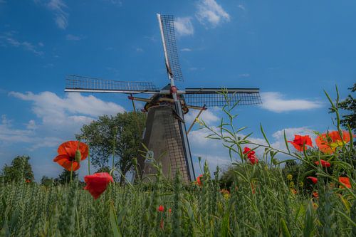 Molen tussen veldbloemen