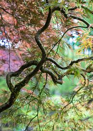 Japanese Maple (2) by Marly De Kok