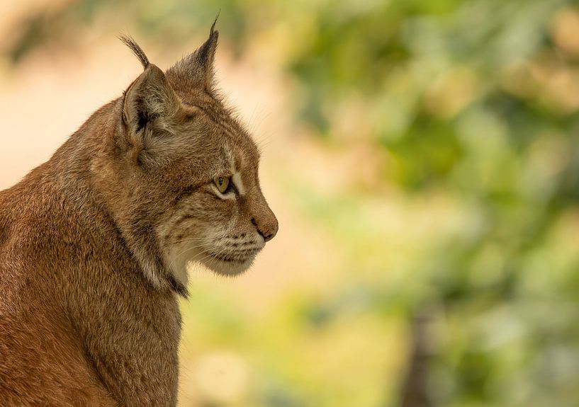 Stimmungsvolles Porträt des Europäischen Luchses in Nahaufnahme von Wildlife Designs